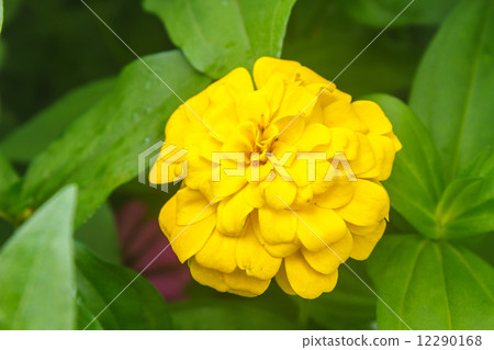 Zinnia elegans in field Zinnia elegans in field 12290168