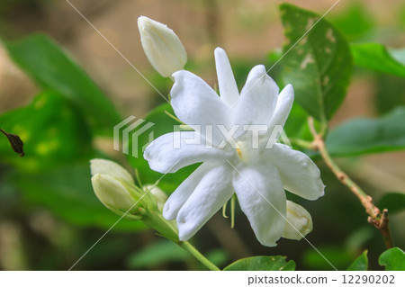 White Jasmine flowers in garden 12290202