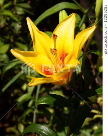 A yellow lily flower. A yellow lily flower. 12290285