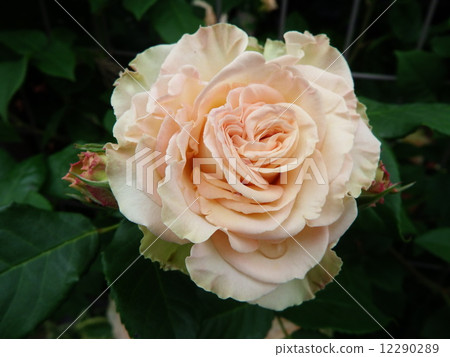 There are many petals and flower of rose flowers. 12290289