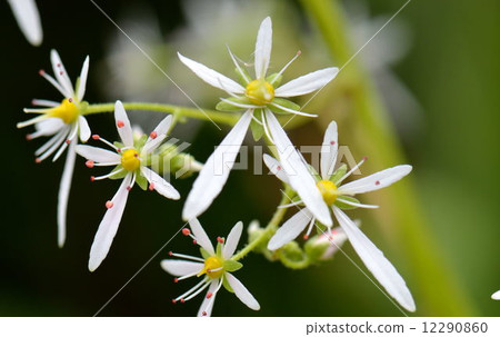 Daimonjisou 12290860