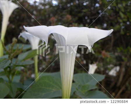 White large blooming morning glory blooming in autumn 12290884