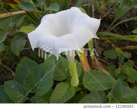 White large blooming morning glory blooming in autumn White large blooming morning glory blooming in autumn 12290885