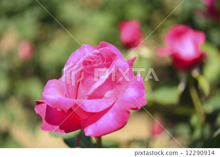 Peter Frankenfeld (rose) 12290914