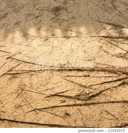 Sand with tree root texture,Background Sand with tree root texture,Background 12291015