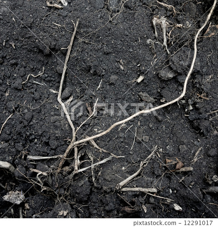 Black soil with tree root texture Black soil with tree root texture 12291017