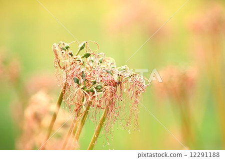 完成花季的Higa bana 12291188