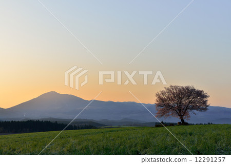 Maebaru's one-piece cherry tree 12291257