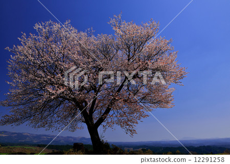 Maebaru's one-piece cherry tree 12291258