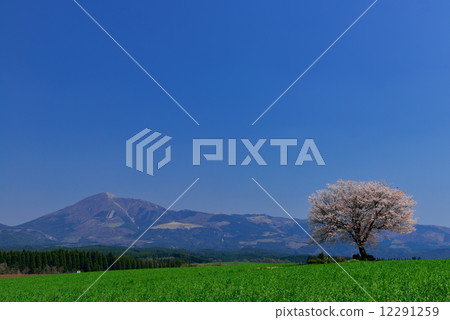 Maebaru's one-piece cherry tree 12291259