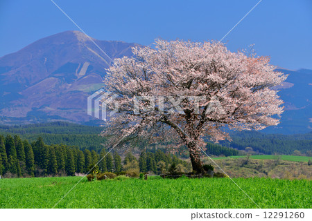 Maebaru's one-piece cherry tree 12291260