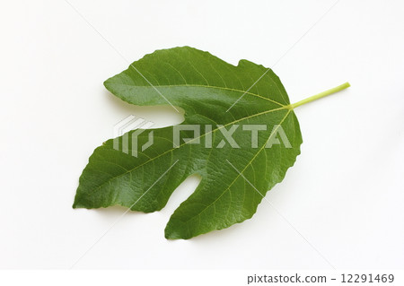 Fig leaves 12291469