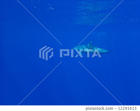 Hawaiian Spinners Dolphin 12291613