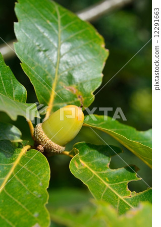 Fruit of Sprucegrass Fruit of Sprucegrass 12291663