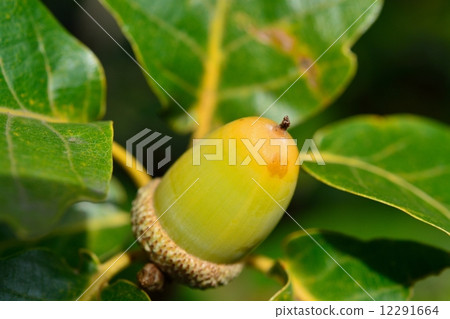 Fruit of Sprucegrass Fruit of Sprucegrass 12291664