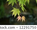 Spring Maple 12291750