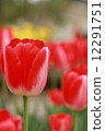 Tulip 12291751