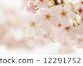 Cherry Blossoms	 12291752