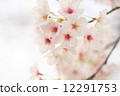 Cherry Blossoms	 12291753