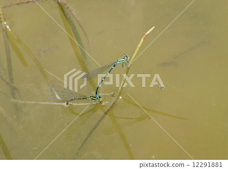 Spawning eggs of Sedge tuna 12291881