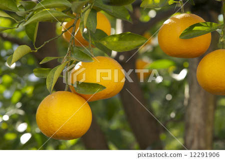 天夏蜜柑 12291906