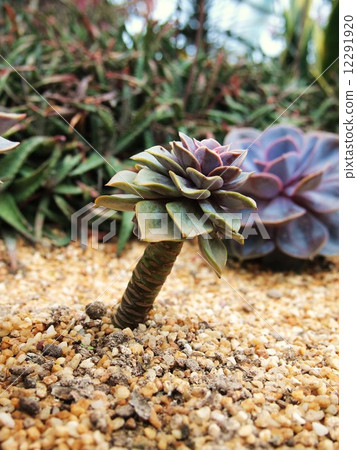 Singapore Gardens Visa Bay Flower Dome Succulent 12291920
