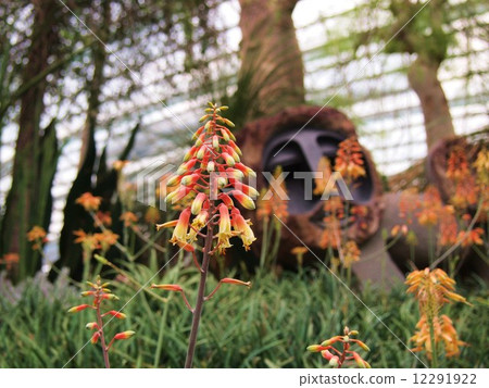 Singapore Gardens Visor Bay Flower Dome Aloe 12291922