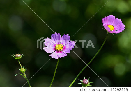 Cosmos (fall cherry) 12292369