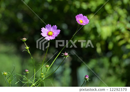 Cosmos (fall cherry) 12292370