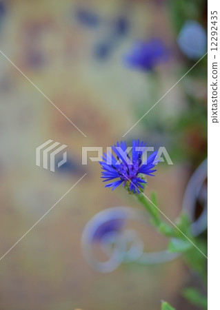 Sentorea 12292435