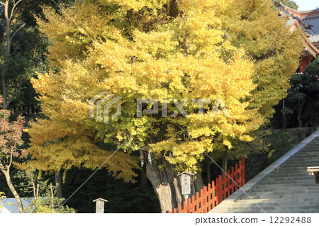 Autumn leaves of Great Gingko Autumn leaves of Great Gingko 12292488