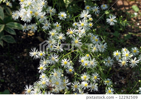 Peacock Astar Peacock Astar 12292509