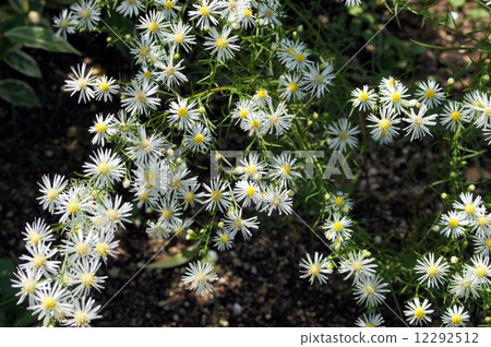 孔雀阿斯塔爾 12292512