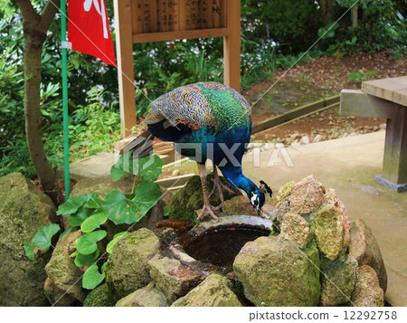 Ibaraki Rainyama Mountain Music Law Temple Peacock 12292758