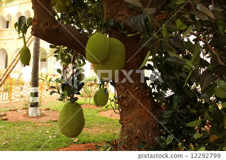 Durian Fruit Durian Tree Durian Fruit Durian Tree 12292799