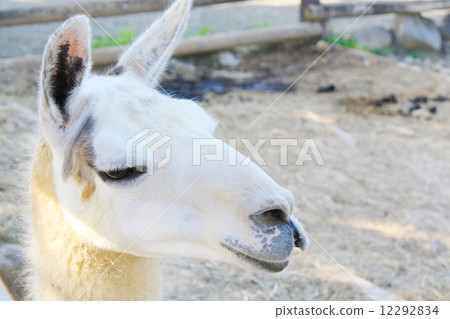 Rama (Lama glama) 12292834