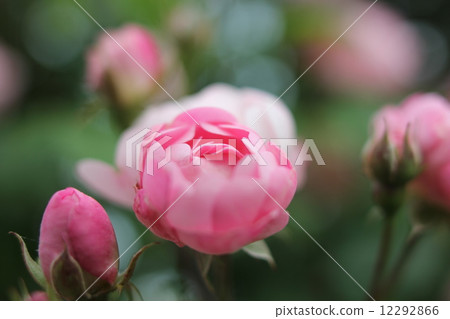 花玫瑰玫瑰於5月開始開花 12292866