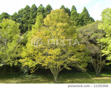 昭和之森的大樹假髮樹 12292906
