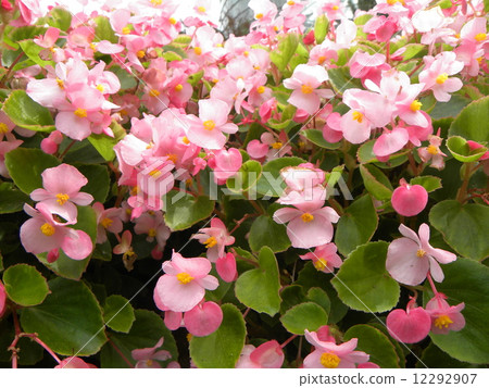 可愛的粉紅色花Impatiens 12292907