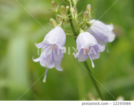 Hakusan Shaddin 12293066