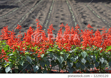 Salvia·Splendence 12293120