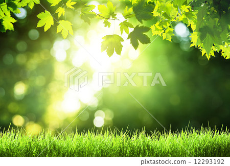 sunny day in forest 12293192