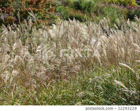 Miscanthus 12293229