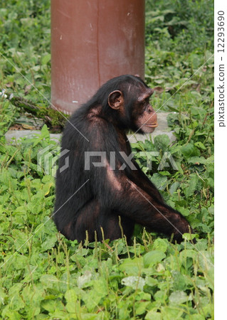 黑猩猩 黑猩猩 12293690