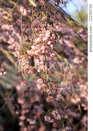 Honka-ji流甦的櫻花樹 Honka-ji流甦的櫻花樹 12293720