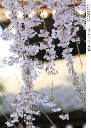 Fringed cherry tree of Honka-ji 12293723