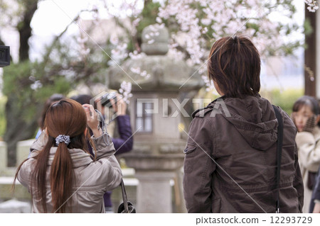Fringed cherry tree of Honka-ji 12293729