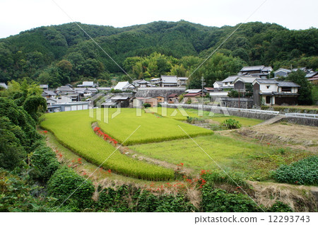 Terada和Higanohana 12293743