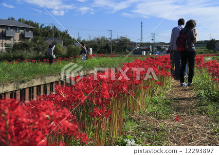 A cluster amaryllis of Fujisawa 12293897