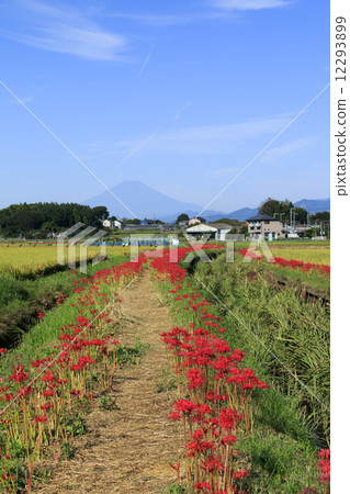 A cluster amaryllis of Fujisawa 12293899